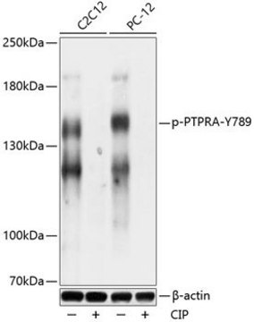 Anti-Phospho-PTPRA-Y789 antibody produced in rabbit