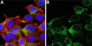 Anti-PIEZO2 Antibody, clone 1H10 ZooMAb&#174; Rabbit Monoclonal recombinant, expressed in HEK 293 cells