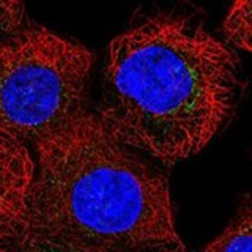 Anti-COG7 antibody produced in rabbit Prestige Antibodies&#174; Powered by Atlas Antibodies, affinity isolated antibody, buffered aqueous glycerol solution