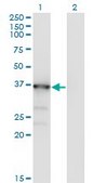 Monoclonal Anti-MAPK13 antibody produced in mouse clone 3D8, purified immunoglobulin, buffered aqueous solution