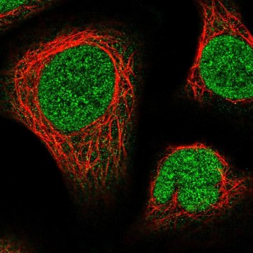 Anti-NUP214 antibody produced in rabbit Prestige Antibodies&#174; Powered by Atlas Antibodies, affinity isolated antibody