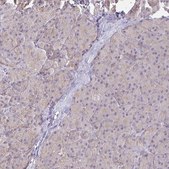 Anti-CFL2 antibody produced in rabbit Prestige Antibodies&#174; Powered by Atlas Antibodies, affinity isolated antibody, buffered aqueous glycerol solution