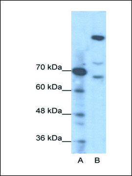 Anti-GLI1 (AB2) antibody produced in rabbit IgG fraction of antiserum