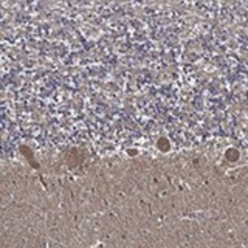 Anti-APBB3 antibody produced in rabbit Prestige Antibodies&#174; Powered by Atlas Antibodies, affinity isolated antibody, buffered aqueous glycerol solution