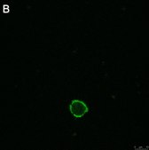 Anti-LILRB4 Antibody, clone 1H12 ZooMAb&#174; Rabbit Monoclonal recombinant, expressed in HEK 293 cells