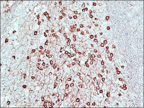 Peroxidase Anti-Peroxidase Soluble Complex antibody produced in rabbit affinity isolated antibody, buffered aqueous solution