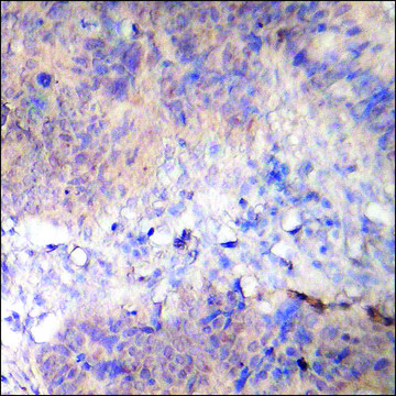 Anti-phospho-AS160 (pThr642) antibody produced in rabbit affinity isolated antibody