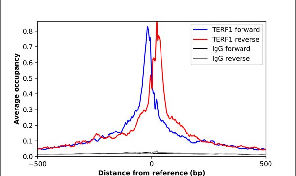 Anti-TERF1 antibody produced in rabbit Prestige Antibodies&#174; Powered by Atlas Antibodies, affinity isolated antibody