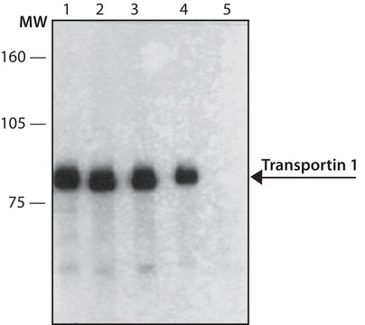 Anti-Transportin 1 antibody, Mouse monoclonal clone D45, purified from hybridoma cell culture