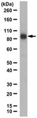 Anti-TLE1 Antibody from rabbit, purified by affinity chromatography