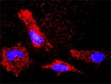 Monoclonal Anti-BAX antibody produced in mouse clone 1F5-1B7, purified immunoglobulin, buffered aqueous solution