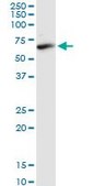 Monoclonal Anti-FAAH, (C-terminal) antibody produced in mouse clone 2G8, purified immunoglobulin, buffered aqueous solution