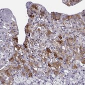 Anti-CARTPT antibody produced in rabbit Prestige Antibodies&#174; Powered by Atlas Antibodies, affinity isolated antibody, buffered aqueous glycerol solution