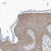 Anti-MXI1 antibody produced in rabbit Prestige Antibodies&#174; Powered by Atlas Antibodies, affinity isolated antibody, buffered aqueous glycerol solution