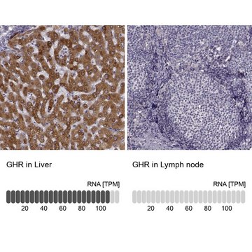 Anti-GHR antibody produced in rabbit Prestige Antibodies&#174; Powered by Atlas Antibodies, affinity isolated antibody