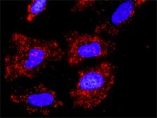 Anti-CUL1 antibody produced in rabbit purified immunoglobulin, buffered aqueous solution