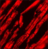 Anti-KPNA2 antibody produced in rabbit affinity isolated antibody, buffered aqueous solution