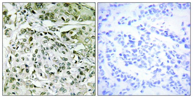 Anti-TAF1 antibody produced in rabbit affinity isolated antibody