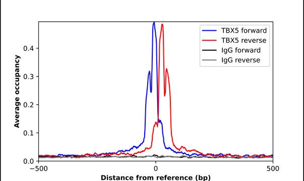 Anti-TBX5 antibody produced in rabbit Prestige Antibodies&#174; Powered by Atlas Antibodies, affinity isolated antibody