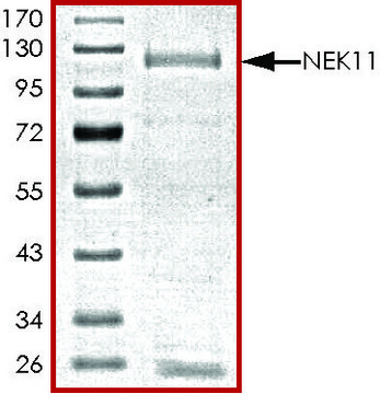 NEK11, active, GST tagged human PRECISIO&#174; Kinase, recombinant, expressed in baculovirus infected Sf9 cells, &#8805;70% (SDS-PAGE), buffered aqueous glycerol solution