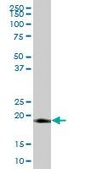 Anti-LITAF antibody produced in mouse purified immunoglobulin, buffered aqueous solution