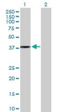 Anti-APOL2 antibody produced in rabbit purified immunoglobulin, buffered aqueous solution