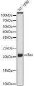 [KO Validated]Anti-Bax Antibody, clone 0Q4B3, Rabbit Monoclonal