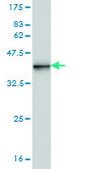 Monoclonal Anti-KISS1 antibody produced in mouse clone 1F7, purified immunoglobulin, buffered aqueous solution