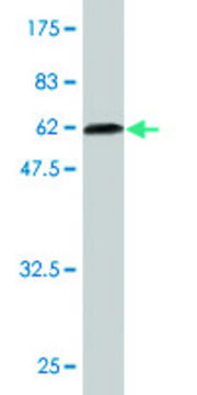Monoclonal Anti-BLVRA antibody produced in mouse clone S2, purified immunoglobulin, buffered aqueous solution