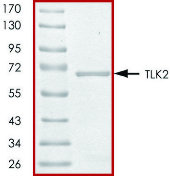 TLK2 (388-end), active, GST tagged human PRECISIO&#174; Kinase, recombinant, expressed in baculovirus infected Sf9 cells, &#8805;80% (SDS-PAGE), buffered aqueous glycerol solution