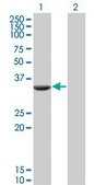 Monoclonal Anti-FTS antibody produced in mouse clone 2A11, purified immunoglobulin, buffered aqueous solution
