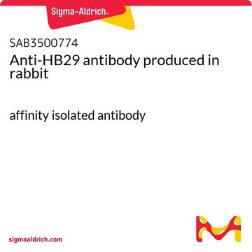 Anti-HB29 antibody produced in rabbit affinity isolated antibody