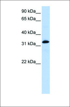 Anti-TNNT2 antibody produced in rabbit affinity isolated antibody