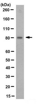 Anti-Myb Antibody, clone 8F12.1 clone 8F12.1, from mouse