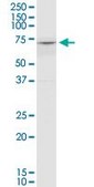 Monoclonal Anti-COL8A2 antibody produced in mouse clone 1F4, purified immunoglobulin