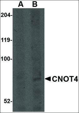Anti-CNOT4 antibody produced in rabbit affinity isolated antibody, buffered aqueous solution
