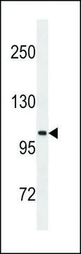 ANTI-LGR5/GPR49 antibody produced in mouse purified immunoglobulin, buffered aqueous solution