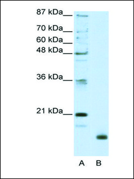 Anti-RPL32 antibody produced in rabbit IgG fraction of antiserum