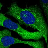 Anti-SRBD1 antibody produced in rabbit Prestige Antibodies&#174; Powered by Atlas Antibodies, affinity isolated antibody, buffered aqueous glycerol solution, ab1