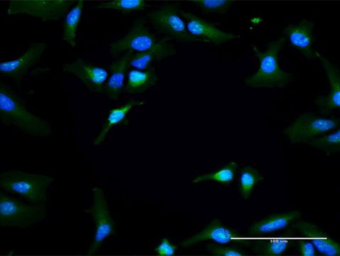 Anti-RAPGEF3 antibody produced in rabbit purified immunoglobulin, buffered aqueous solution