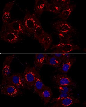 Anti-GM130 antibody produced in rabbit