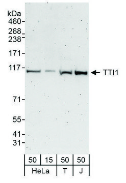 Rabbit anti-TTI1 Antibody, Affinity Purified Powered by Bethyl Laboratories, Inc.