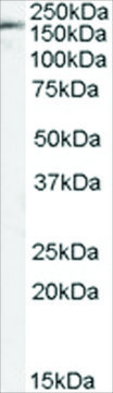 Anti-PODXL antibody produced in goat affinity isolated antibody, buffered aqueous solution