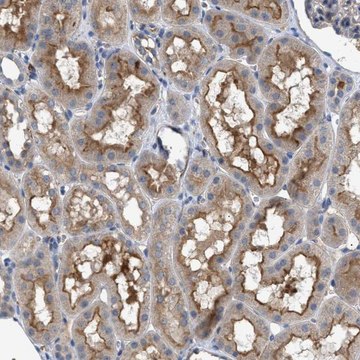 Anti-VSTM2A antibody produced in rabbit Prestige Antibodies&#174; Powered by Atlas Antibodies, affinity isolated antibody, buffered aqueous glycerol solution, Ab1