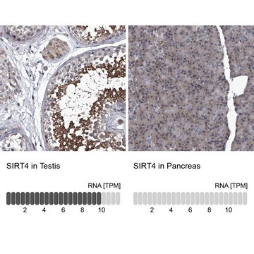 Anti-SIRT4 antibody produced in rabbit Prestige Antibodies&#174; Powered by Atlas Antibodies, affinity isolated antibody, buffered aqueous glycerol solution, ab2