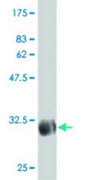 Monoclonal Anti-TSCOT antibody produced in mouse clone 2F7, purified immunoglobulin, buffered aqueous solution