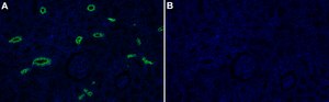 Anti-Aquaporin-2 Antibody, clone 1C22 ZooMAb&#174; Rabbit Monoclonal recombinant, expressed in HEK 293 cells