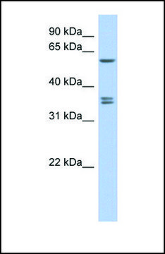 Anti-SLC19A3 antibody produced in rabbit affinity isolated antibody