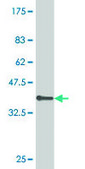 Monoclonal Anti-GNL3 antibody produced in mouse clone 1A1, purified immunoglobulin, buffered aqueous solution