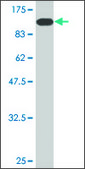 Monoclonal Anti-GLMN antibody produced in mouse clone 2B5, purified immunoglobulin, buffered aqueous solution